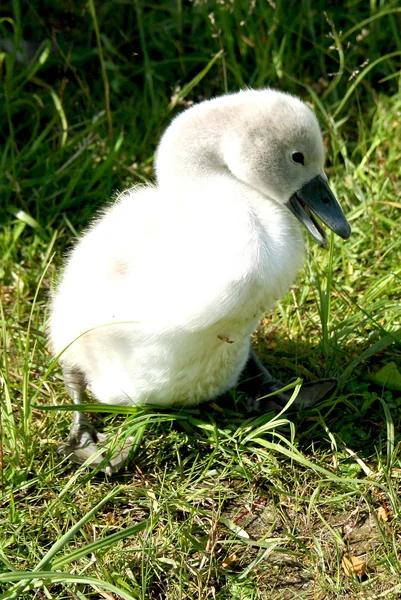 Little swan chick on meadow — Stock Photo, Image