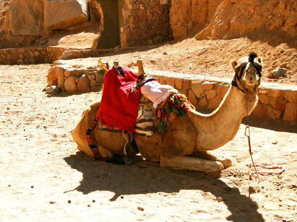 Resting camel — Stock Photo, Image