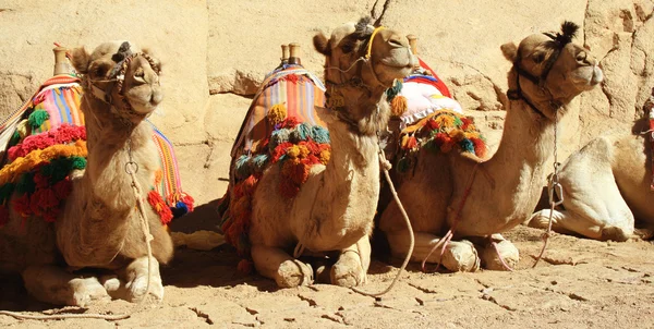 Camels Stock Photo