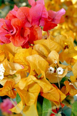 Bougainvillea çiçek