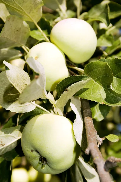 Äpfel weiß Gießen im Garten — Stockfoto