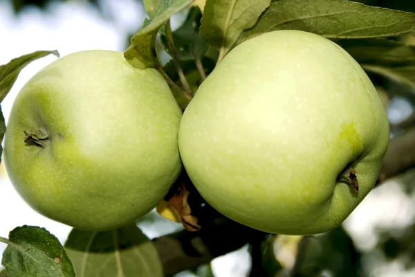 Zwei große grüne Äpfel — Stockfoto