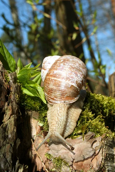 stock image Snail