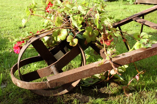Floral wheelbarrow — Stock Photo, Image