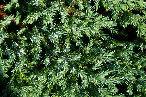 Green thuja and water droplet — Stock Photo, Image