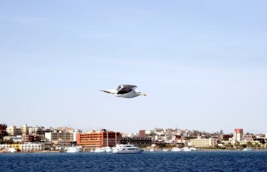 Flying albatross clipart