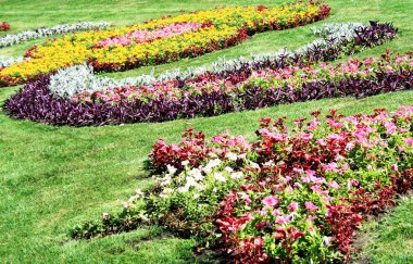 Suumer flowerbed clipart