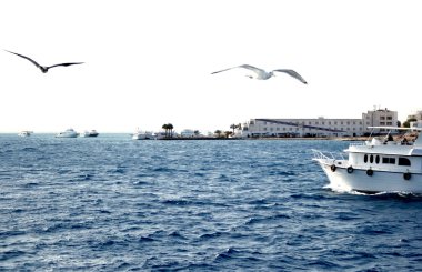 Hurghada coastline clipart