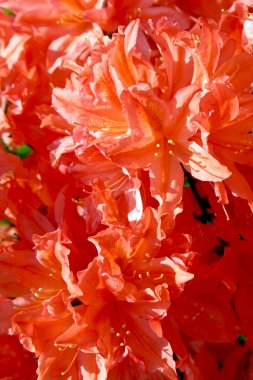 Orange and red rhododendrons clipart