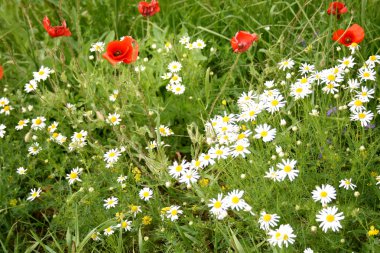 Meadow with July flowers clipart