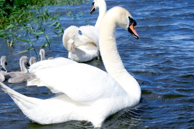 Swan family clipart