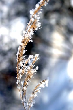 Ice covered branch clipart