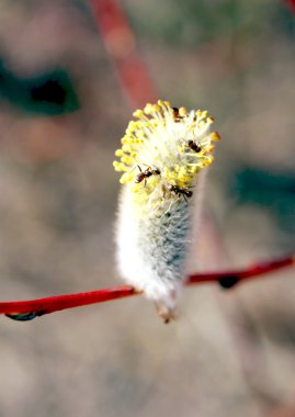 A branch of pussy willow with ants clipart