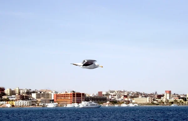 Albatros voladores — Foto de Stock