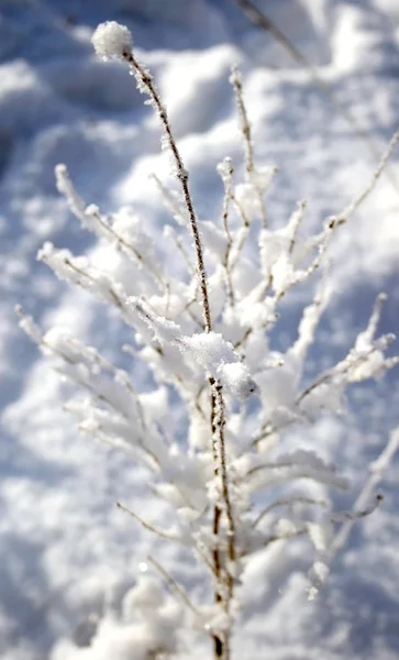 Snö täckta gren — Stockfoto