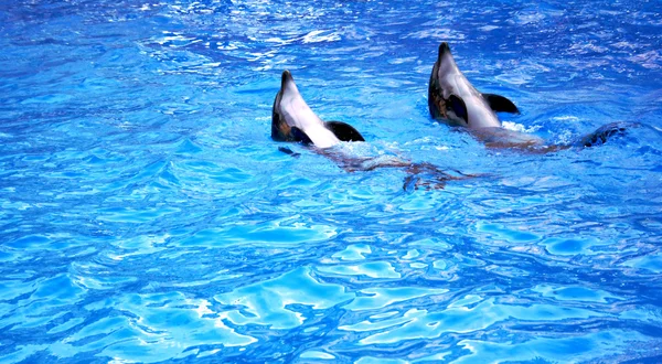 Engarrafado dois golfinhos — Fotografia de Stock