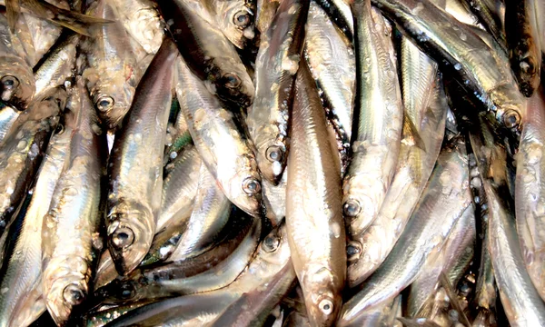 Stosy świeżo złowione ryby — Zdjęcie stockowe