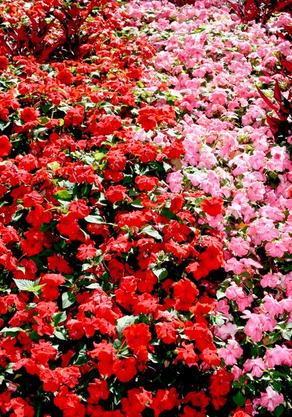 Begonia vermelha e roxa — Fotografia de Stock