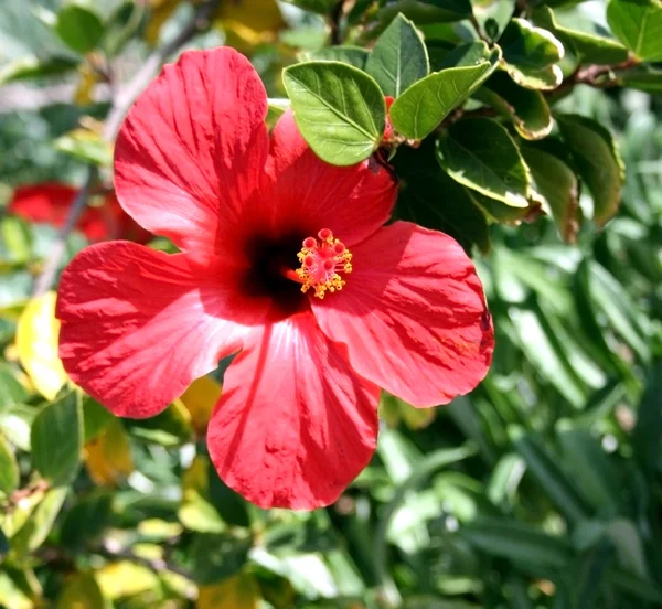 Red Hibiscus bloom — Stock Photo, Image