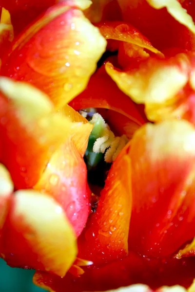 Orange and yellow tulip — Stock Photo, Image