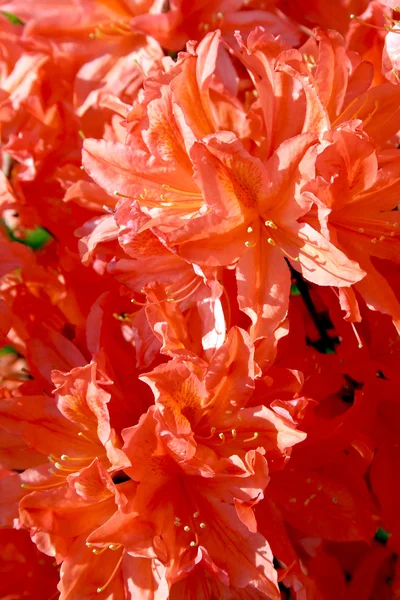 Oranje en rode rododendrons — Stockfoto