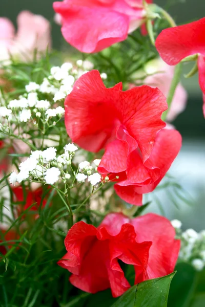 Bouquet of red sweetpeas — Stock Photo, Image