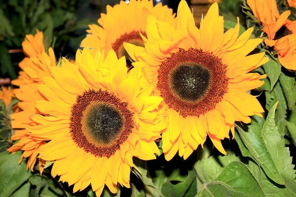 Bouquet summers sunflowers — Stock Photo, Image