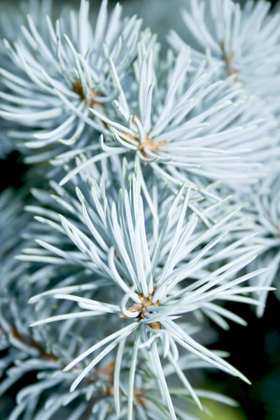 Branch of blue fir-tree closeup — Stock Photo, Image