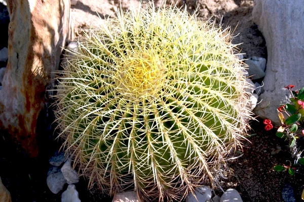 Kaktusy — Zdjęcie stockowe