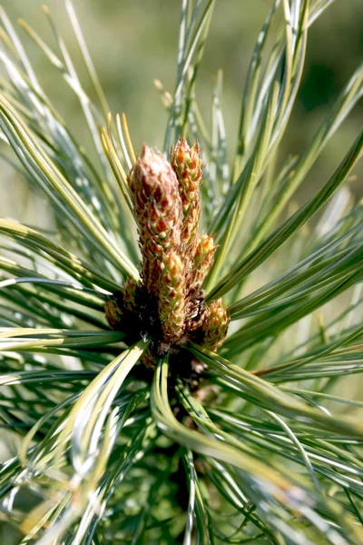 Buds on a pine-tree — Stock Photo, Image