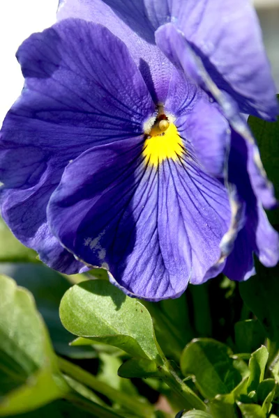 Culottes violettes — Photo