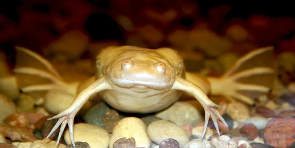 stock image Exotic white frog