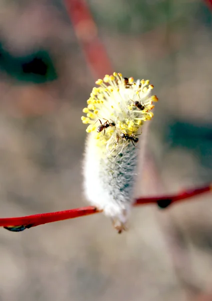 Een tak van pussy willow met mieren — Stockfoto