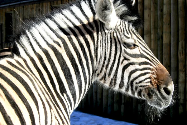Grevy's Zebra — Stock Photo, Image