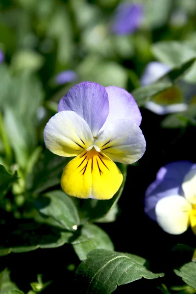 Coloured pansies Royalty Free Stock Photos