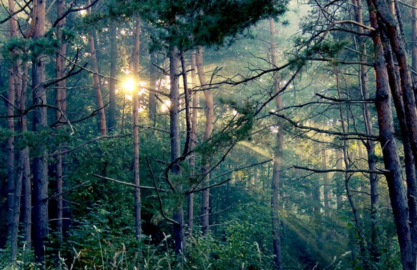 Rayons d'un soleil dans la forêt — Photo