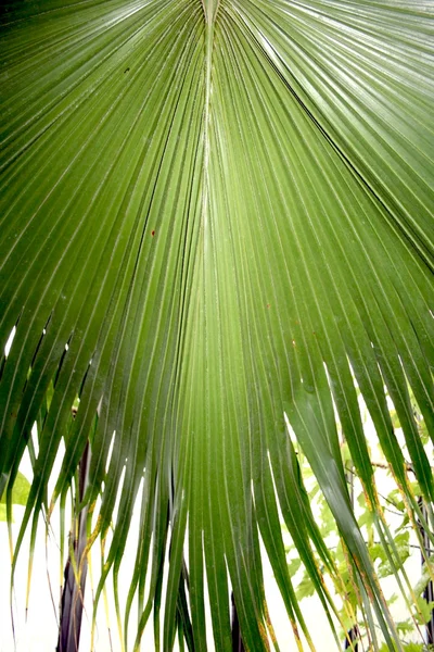 棕榈叶纹理 — 图库照片