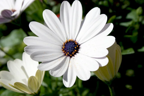 Białe Rumianek dekoracyjny — Zdjęcie stockowe