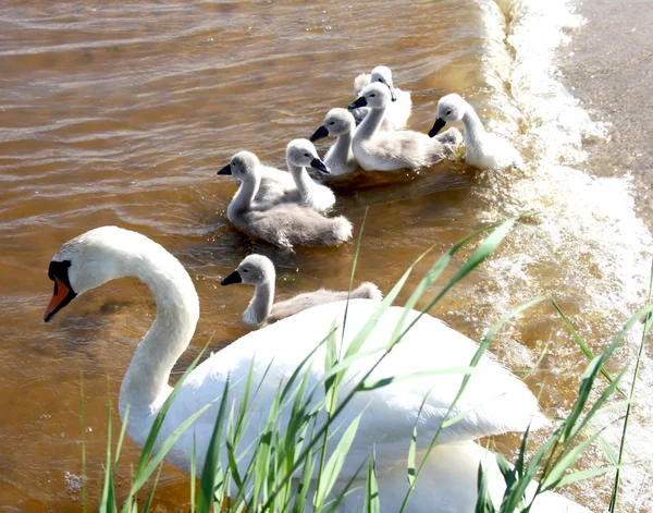 White swan with chicks — Stock Photo, Image