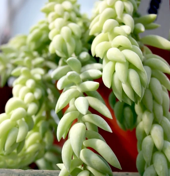 Cactus succulento — Foto Stock