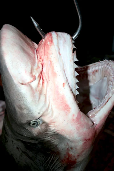 Tiburón en venta — Foto de Stock