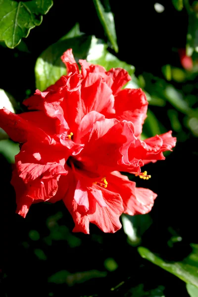Kırmızı hibiscus çiçek — Stok fotoğraf