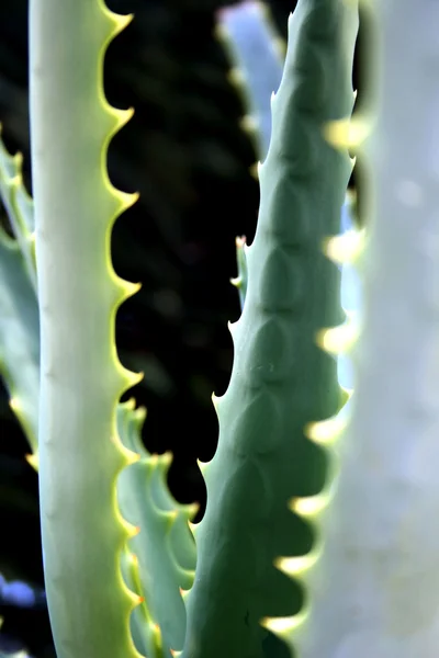 Rostliny Aloe — Stock fotografie
