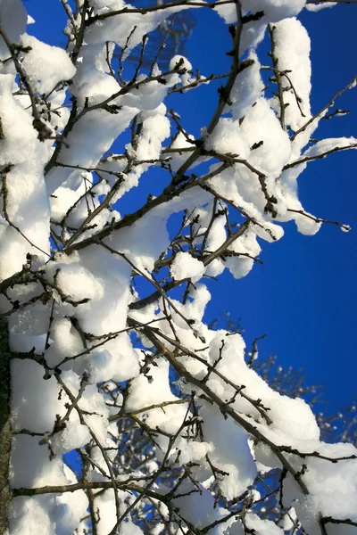 Ветка покрытая снегом — стоковое фото