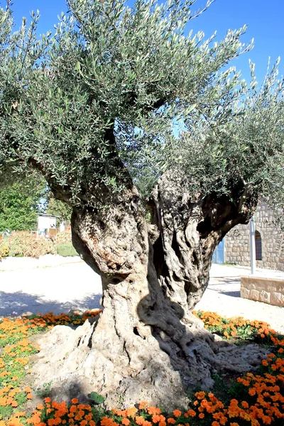 Старий оливкове дерево — стокове фото