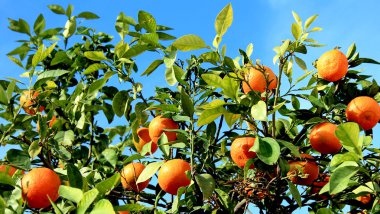 mandalina ağacı üzerinde