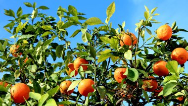 Mandarines on the tree clipart