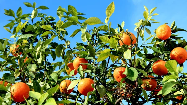Mandarinas en el árbol —  Fotos de Stock