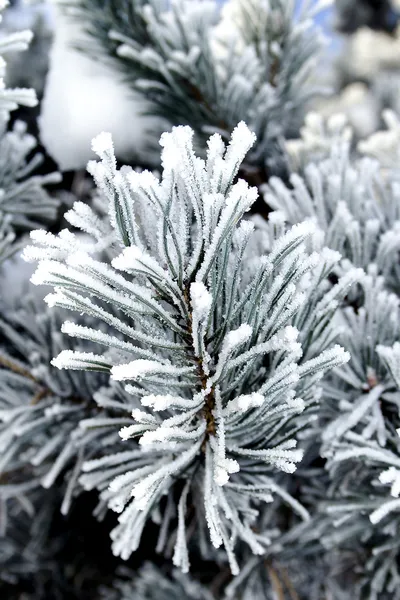 Bevroren naalden van pijnboom — Stockfoto