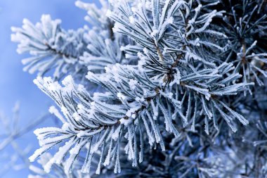 Frost on pine clipart